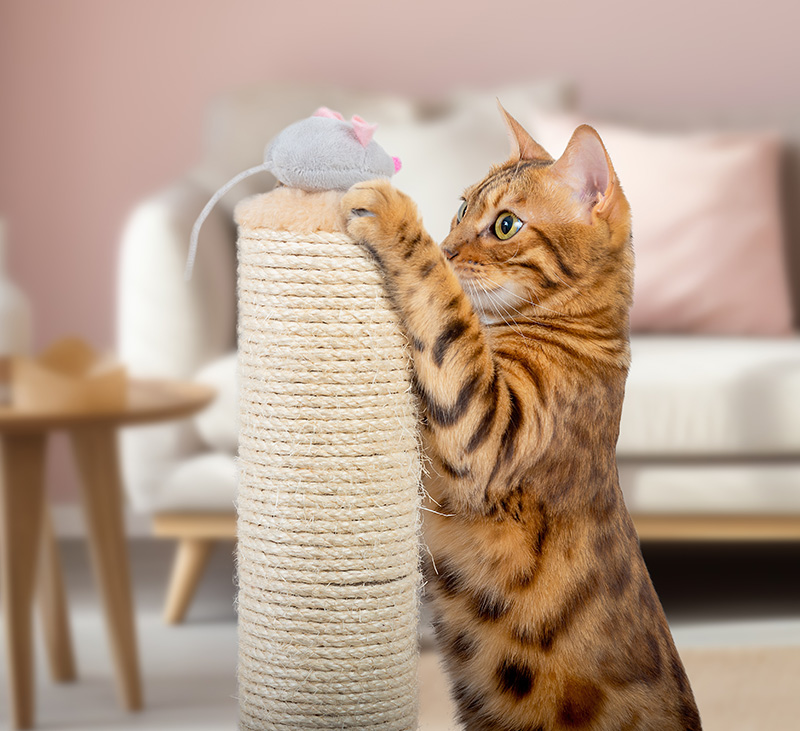 Création graphique Catoon